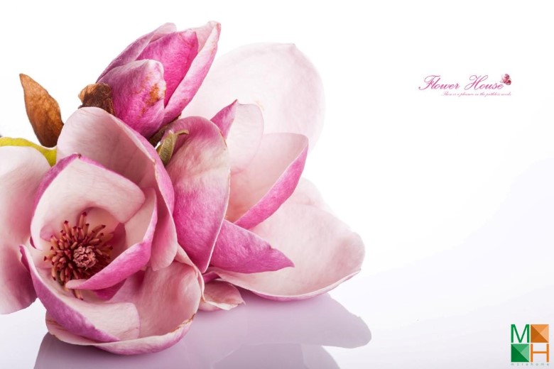 Tranh dán tường hoa mộc lan tại Phan Chu Trinh, Hoàn Kiếm, Hà Nội FW - 089